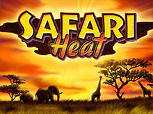 Safari Heat Игровые автоматы